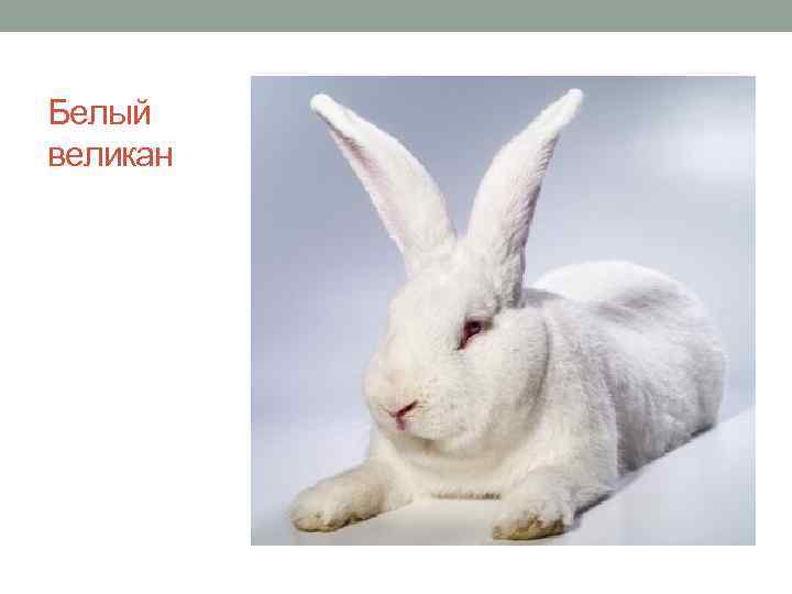 Белый великан 
