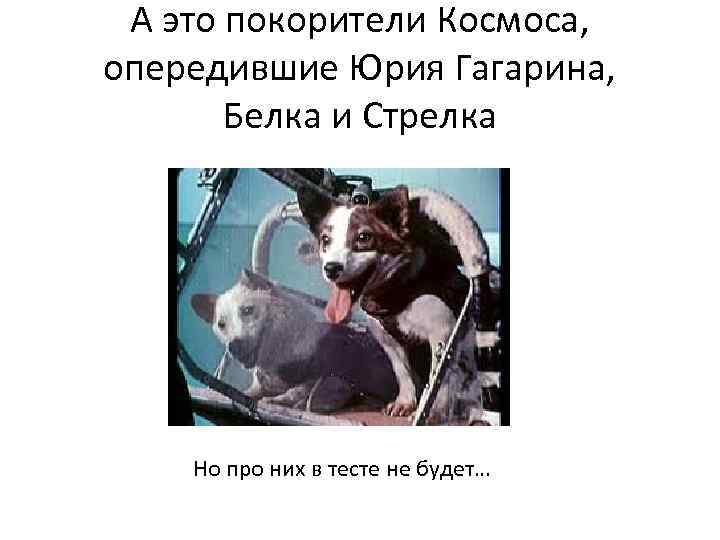 А это покорители Космоса, опередившие Юрия Гагарина, Белка и Стрелка Но про них в