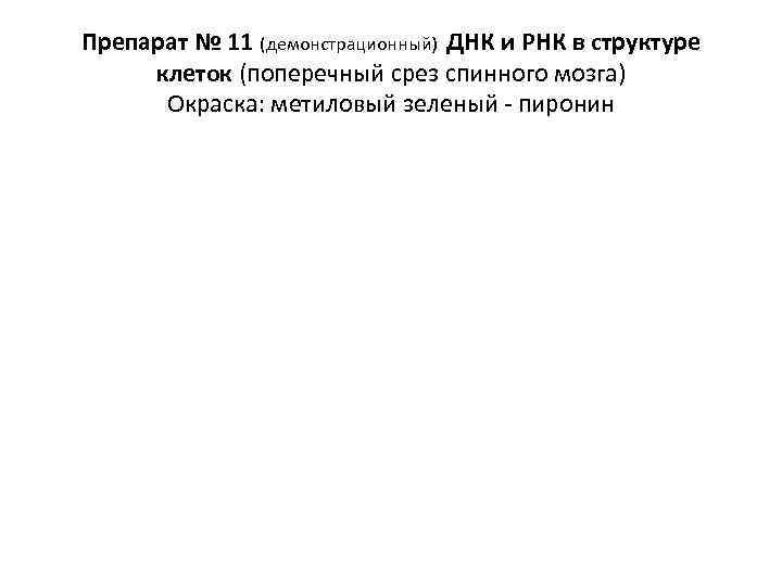 Препарат № 11 (демонстрационный) ДНК и РНК в структуре клеток (поперечный срез спинного мозга)