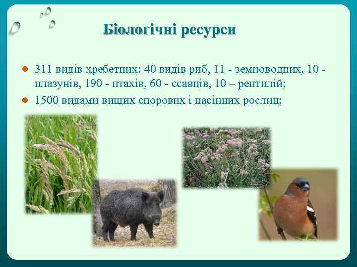 Біологічні ресурси ● 311 видiв хребетних: 40 видiв риб, 11 - земноводних, 10 плазунiв,