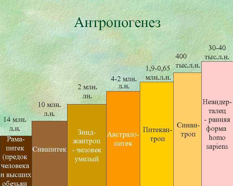 Антропогенез 2 млн. 4 -2 млн. л. н. 400 1, 9 -0, 65 тыс.