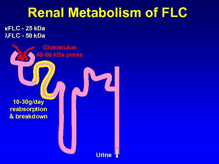 Renal Metabolism of FLC - 25 k. Da FLC - 50 k. Da Glomerulus