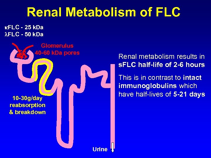 Renal Metabolism of FLC - 25 k. Da FLC - 50 k. Da Glomerulus