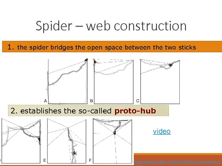 Spider – web construction 1. the spider bridges the open space between the two
