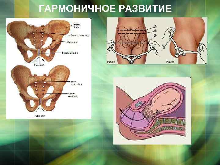 ГАРМОНИЧНОЕ РАЗВИТИЕ 