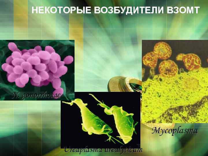 НЕКОТОРЫЕ ВОЗБУДИТЕЛИ ВЗОМТ N. gonorrhoeae Mycoplasma Ureaplasma urealyticum 