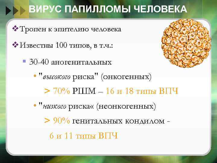 ВИРУС ПАПИЛЛОМЫ ЧЕЛОВЕКА v Тропен к эпителию человека v Известны 100 типов, в т.