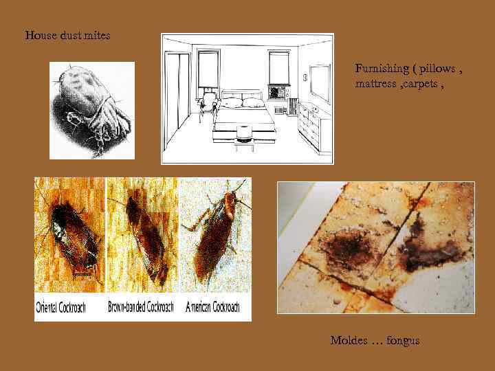 House dust mites Furnishing ( pillows , mattress , carpets , Moldes … fongus