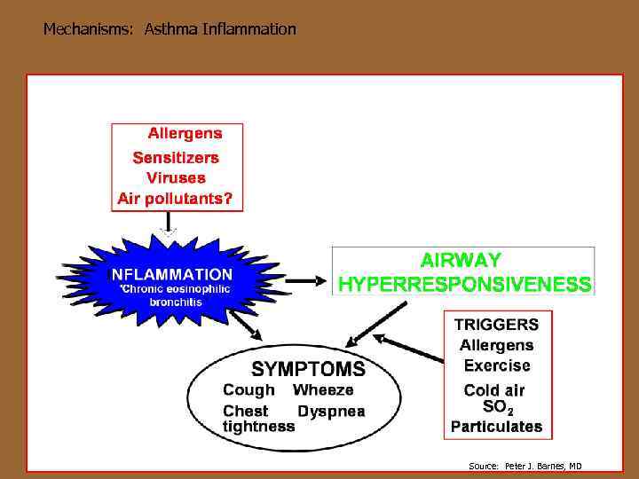 Mechanisms: Asthma Inflammation Source: Peter J. Barnes, MD 
