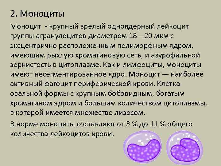 2. Моноциты Моноцит - крупный зрелый одноядерный лейкоцит группы агранулоцитов диаметром 18— 20 мкм