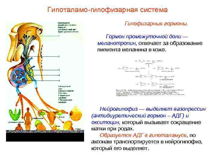 Гипоталамо-гипофизарная система Гипофизарные гормоны. Гормон промежуточной доли — меланотропин, отвечает за образование пигмента меланина