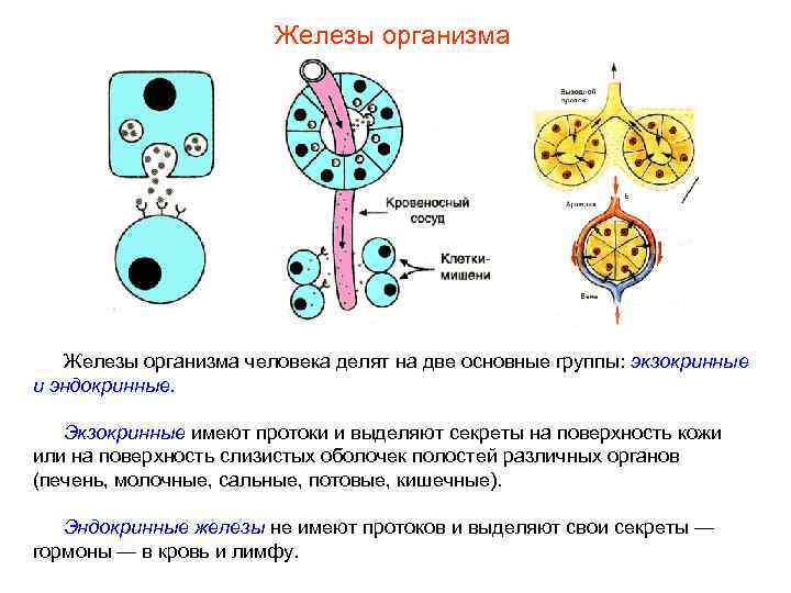 Железы организма человека делят на две основные группы: экзокринные и эндокринные. Экзокринные имеют протоки