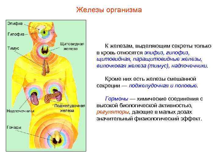 Железы организма К железам, выделяющим секреты только в кровь относятся эпифиз, гипофиз, щитовидная, паращитовидные