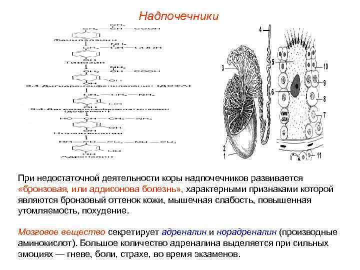 Надпочечники При недостаточной деятельности коры надпочечников развивается «бронзовая, или аддисонова болезнь» , характерными признаками