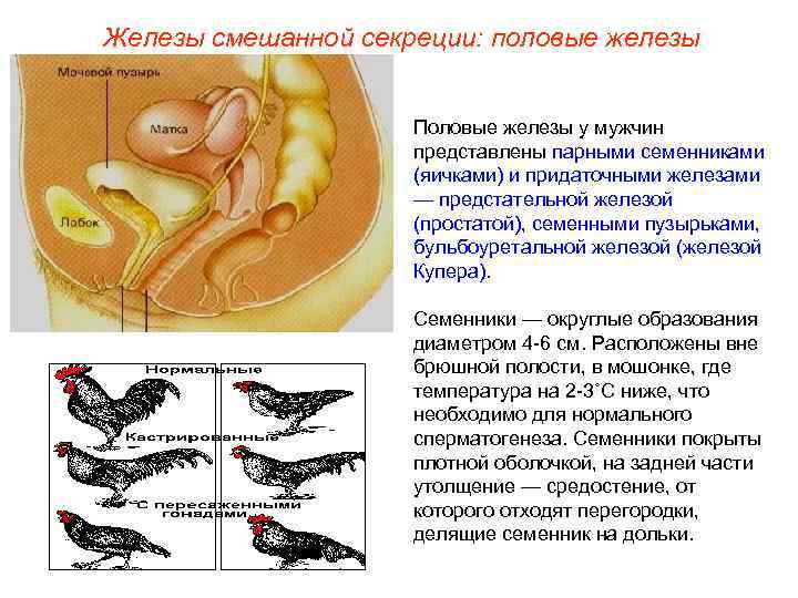 Смешанные железы