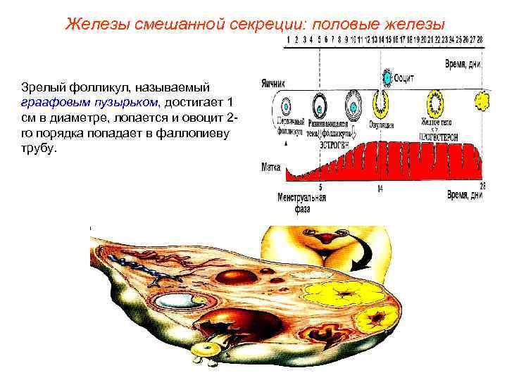 Тест железы смешанной секреции