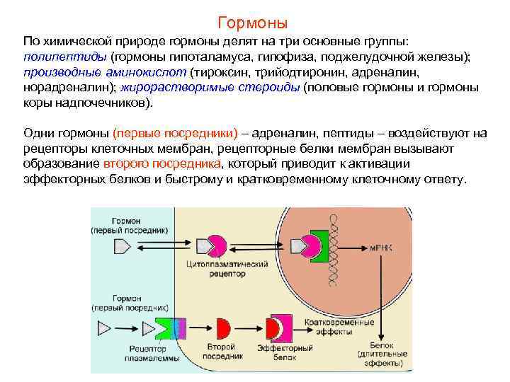 Гормоны По химической природе гормоны делят на три основные группы: полипептиды (гормоны гипоталамуса, гипофиза,