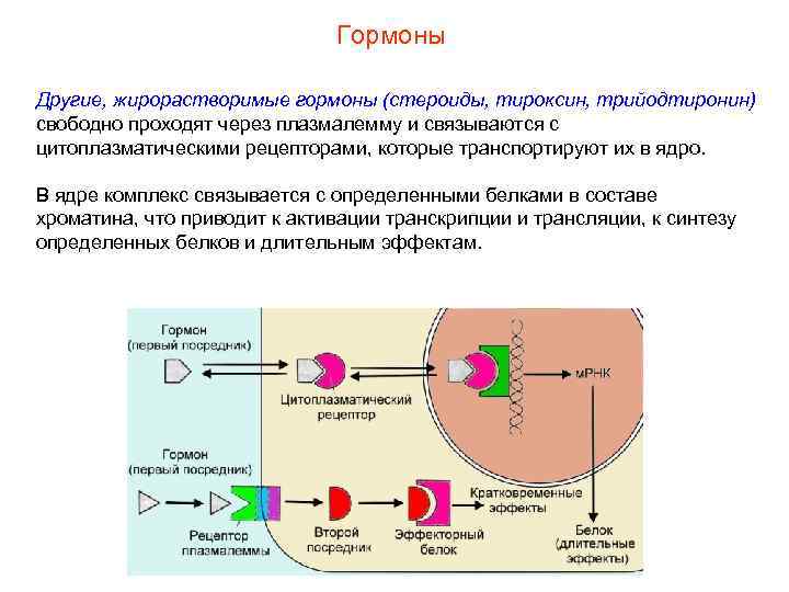 Гормоны Другие, жирорастворимые гормоны (стероиды, тироксин, трийодтиронин) свободно проходят через плазмалемму и связываются с