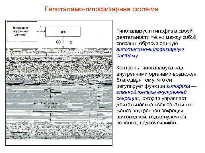 Гипоталамо-гипофизарная система Гипоталамус и гипофиз в своей деятельности тесно между собой связаны, образуя единую