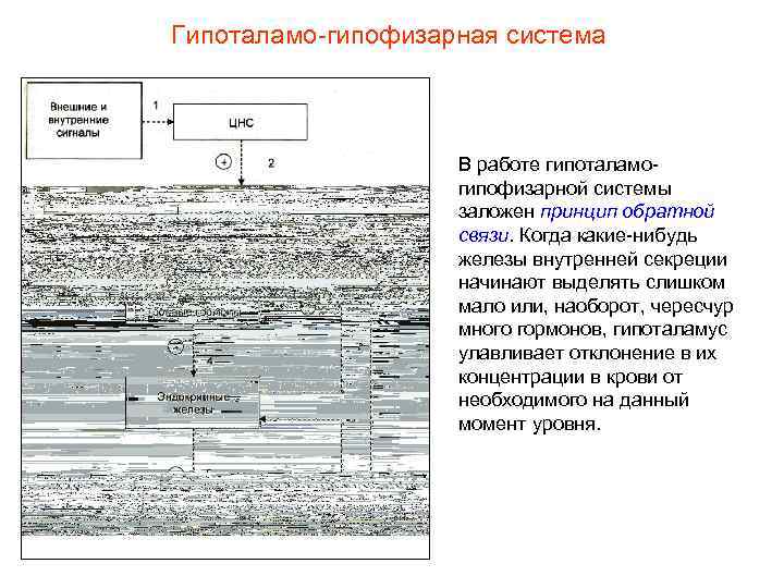 Гипоталамо-гипофизарная система В работе гипоталамогипофизарной системы заложен принцип обратной связи. Когда какие-нибудь железы внутренней