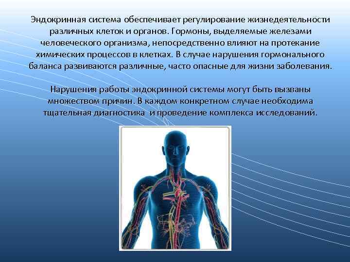 Эндокринная система обеспечивает регулирование жизнедеятельности различных клеток и органов. Гормоны, выделяемые железами человеческого организма,