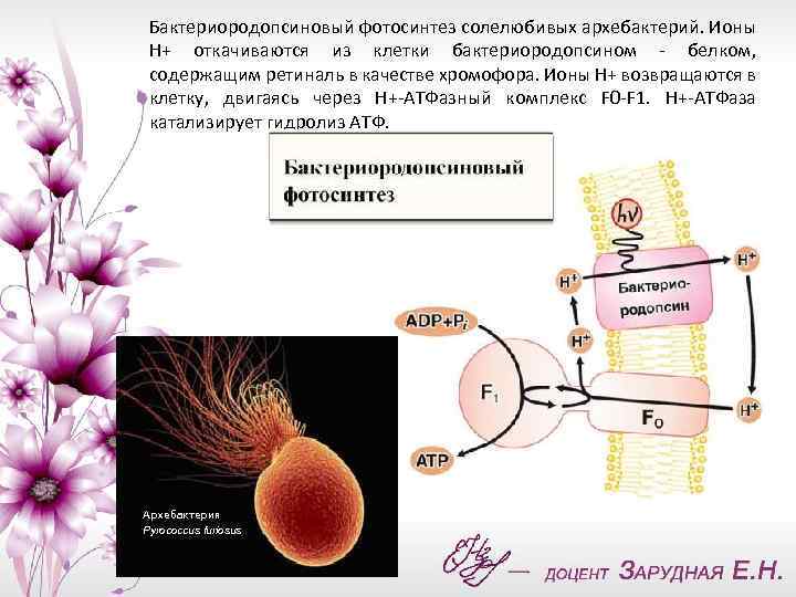 Фотосинтез архей. Архебактерии фотосинтез. Бактериородопсин фотосинтез. Бактериодопсиновый фотосинтез это. Бактериородопсин археи фотосинтез.