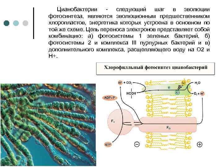 Проект ионы скулачева