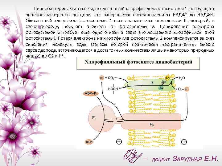 Возбуждение молекул хлорофилла. Поглощение хлорофиллом Квантов света. Хлорофилл Квант света. Возбуждение молекулы хлорофилла квантами света. Поглощение Квантов света молекулами хлорофилла.