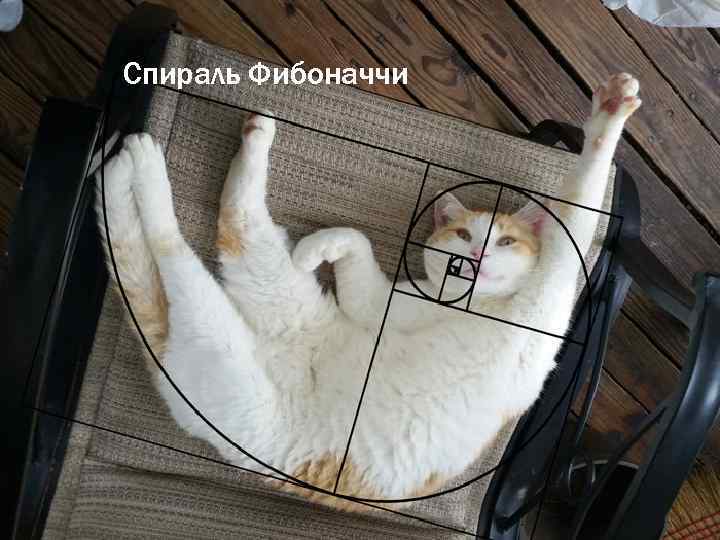 Спираль Фибоначчи 