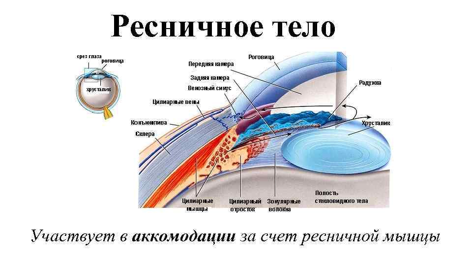 Ресничное тело Участвует в аккомодации за счет ресничной мышцы 