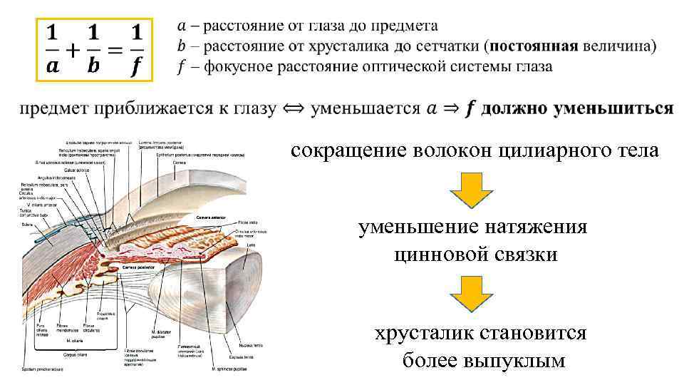  сокращение волокон цилиарного тела уменьшение натяжения цинновой связки хрусталик становится более выпуклым 