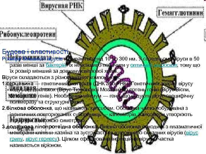 Будова і властивості Розміри більшості вірусів коливаються від 10 до 300 нм. У середньому