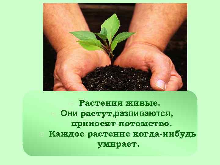 Растения живые. Они растут, развиваются, приносят потомство. Каждое растение когда-нибудь умирает. 