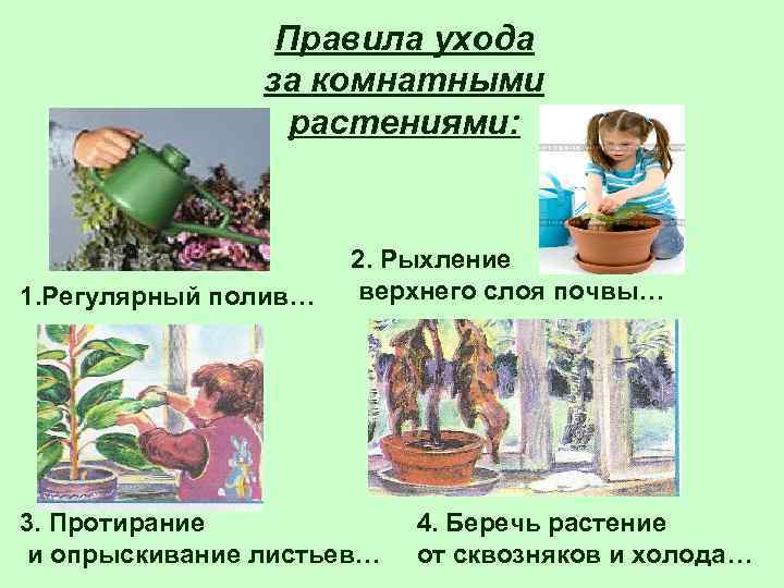 Правила ухода за комнатными растениями: 1. Регулярный полив… 2. Рыхление верхнего слоя почвы… 3.