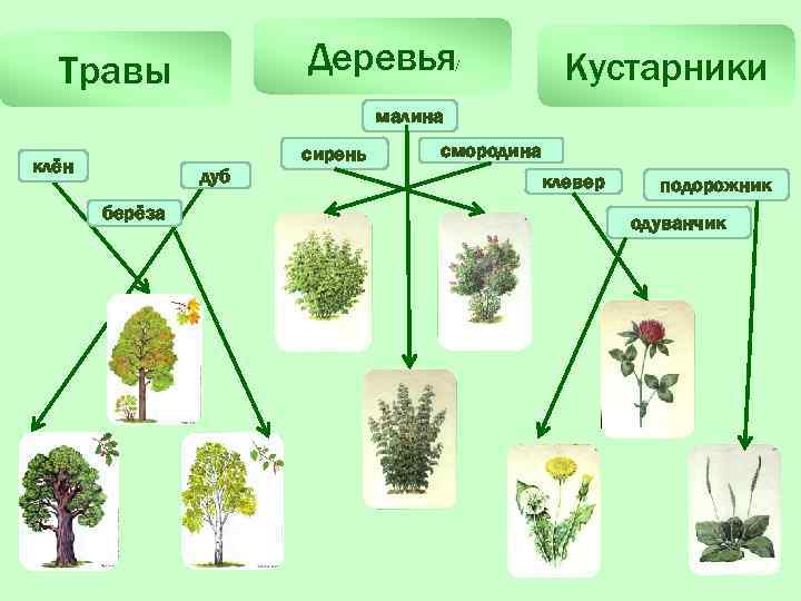 Деревья кусты цветы это одним словом