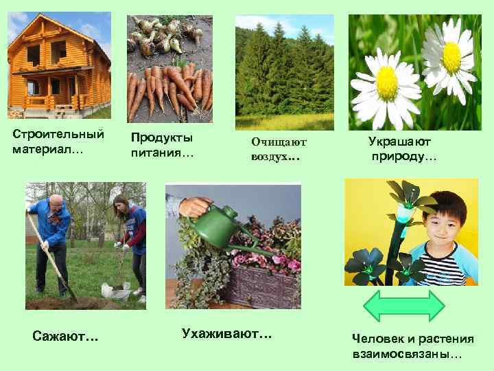 Строительный материал… Сажают… Продукты питания… Очищают воздух… Ухаживают… Украшают природу… Человек и растения взаимосвязаны…