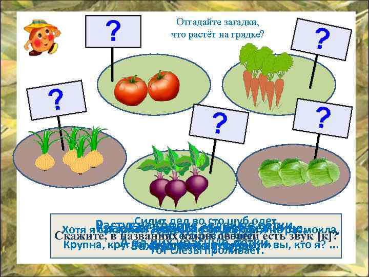 Отгадайте загадки, что растёт на грядке? шуб одет, Растут. Сидит дед но от дождяветки,