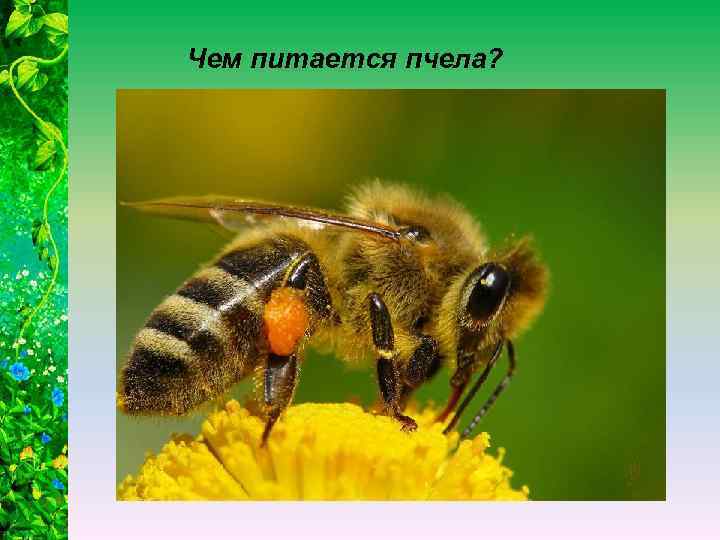 Чем питается пчела? 