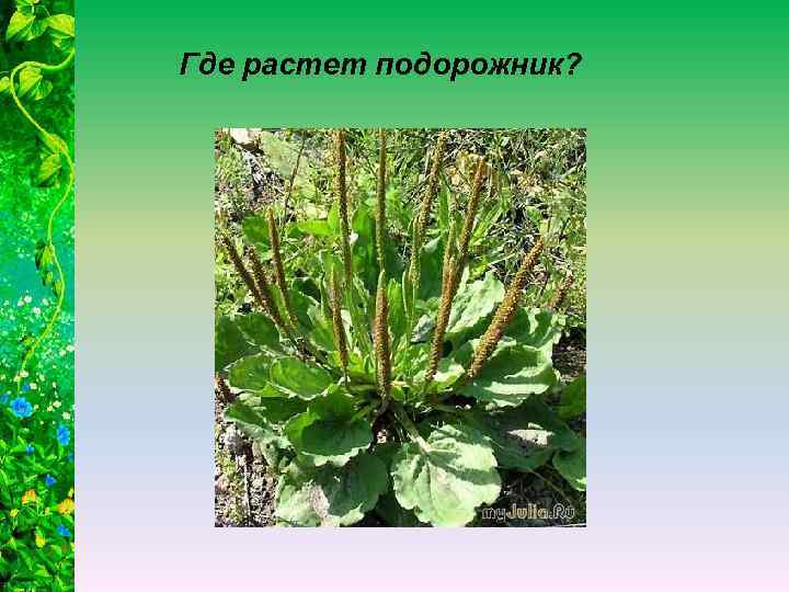 Где растет подорожник? 