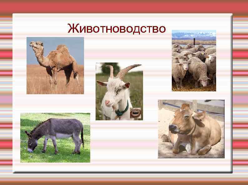 Животноводство 