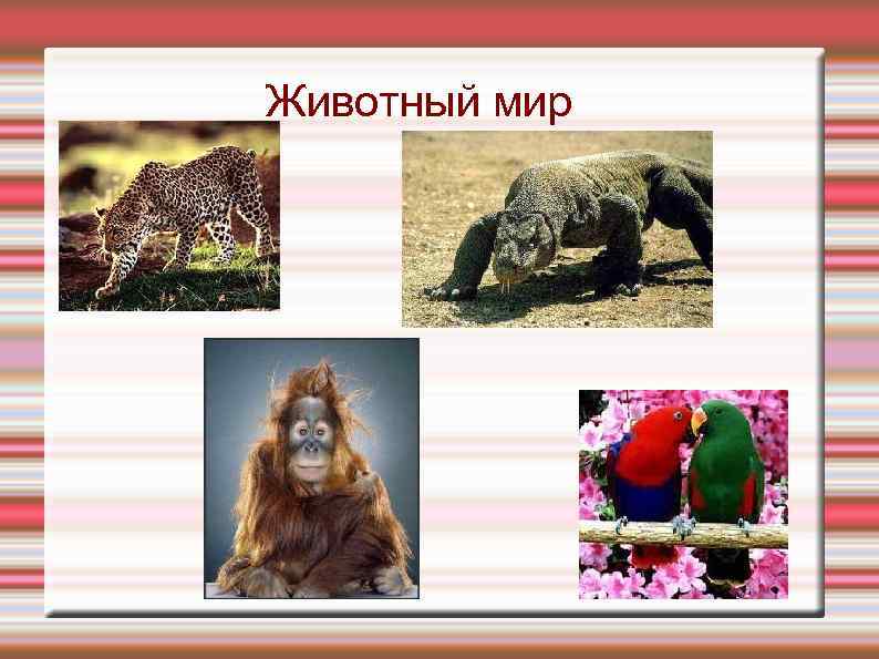 Животный мир 