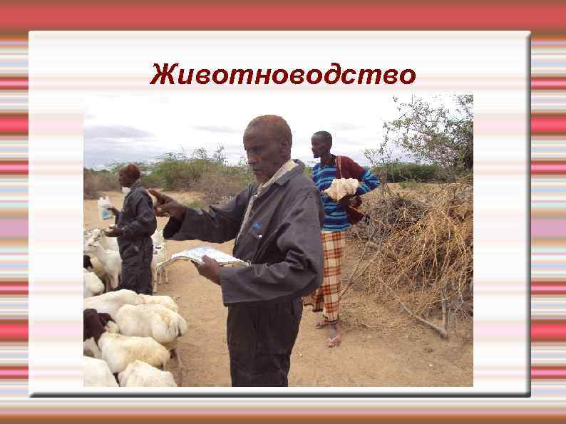 Животноводство 