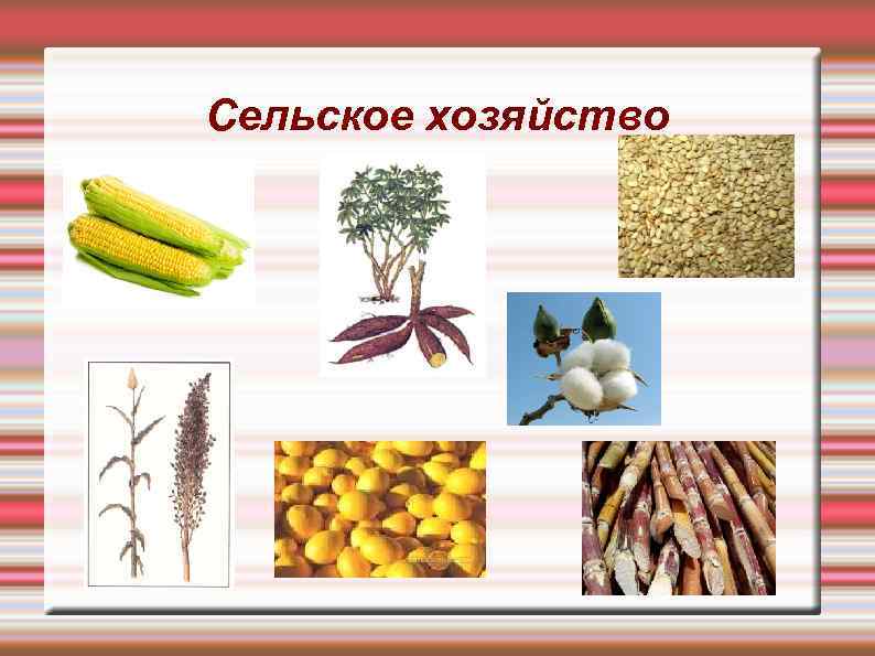 Сельское хозяйство 