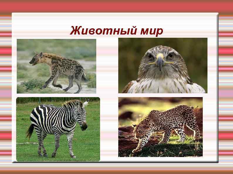 Животный мир 