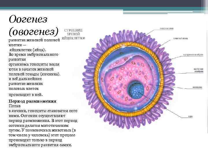 Оогенез (овогенез) развитие женской половой клетки — яйцеклетки (яйца). Во время эмбрионального развития организма
