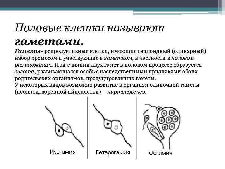 Дайте определение понятий гамета