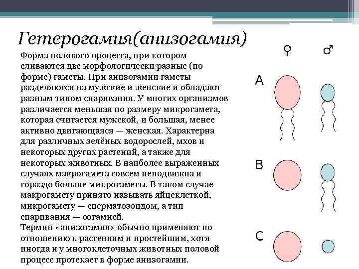 Гетерогамия(анизогамия) Форма полового процесса, при котором сливаются две морфологически разные (по форме) гаметы. При