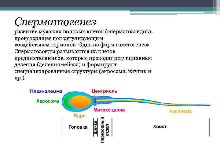 Сперматогенез развитие мужских половых клеток (сперматозоидов), происходящее под регулирующим воздействием гормонов. Одна из форм