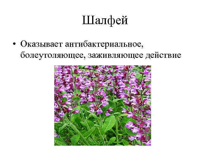 Шалфей • Оказывает антибактериальное, болеутоляющее, заживляющее действие 
