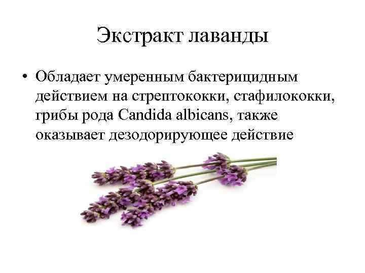 Экстракт лаванды • Обладает умеренным бактерицидным действием на стрептококки, стафилококки, грибы рода Candida albicans,